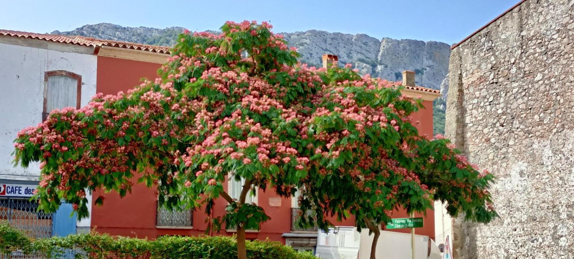 Comme A La Maison Bed & Breakfast Saint-Paul-de-Fenouillet Eksteriør bilde